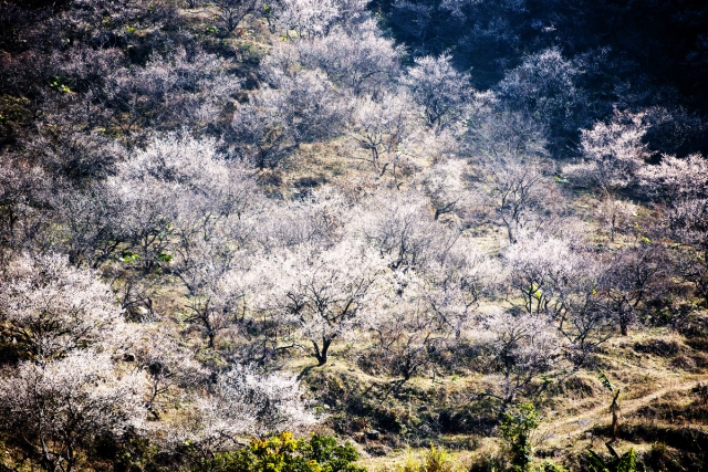 梁化怪坡:最遠處的左邊山頂是坪天嶂頂峰(軍事雷達基地) 一陣瘋狂拍攝