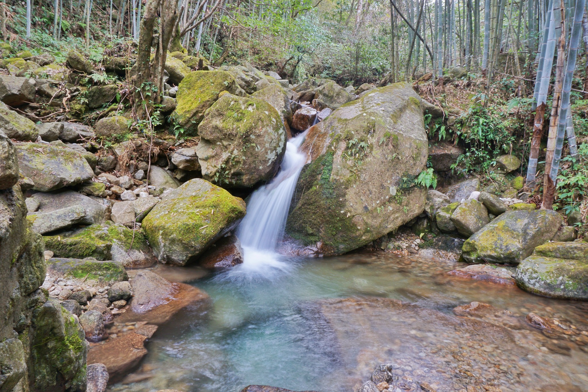 山谷穿越溪涧竹林,原始森林