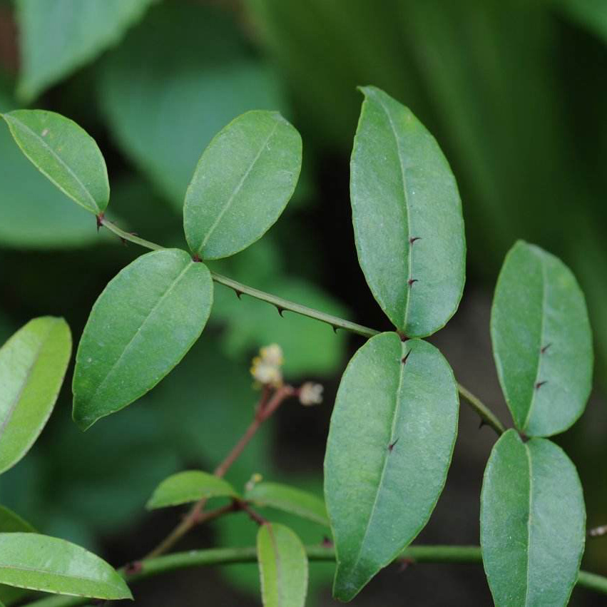 有恐龙的食物——桫椤,妈妈煲汤最爱的五指毛桃,可以做牙膏的两面针